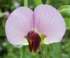 Fiore Fiore