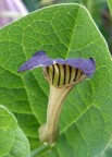 fiore fiore