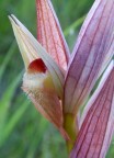 fiore fiore