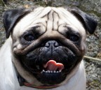 la mia cagnolina Zoe