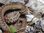 Esemplare di Vipera berus fotografato in prossimita del rifugio pordenone.
saluti
EMa