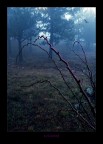 Evilwood Evilwood