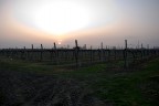 Tramonto sul vigneto