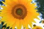 girasole. girasole.