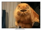 Persiano Persiano