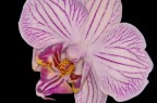 Orchidea Orchidea