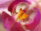 Orchidea Orchidea