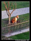 Solitudo Solitudo