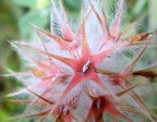 fiore fiore