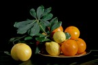 prove luce in still life prove luce in still life