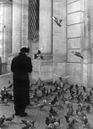 La signora dei piccioni La signora dei piccioni