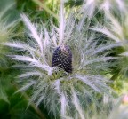 fiore fiore
