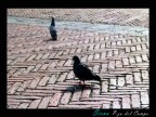 Siena Piazza del Campo