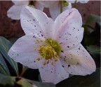 rosa d'inverno rosa d'inverno