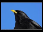 Gracchio Alpino (Pyrrhocorax graculus) Gracchio Alpino (Pyrrhocorax graculus)