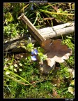composizione naturale composizione naturale