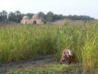 TAGLIO DEL SORGO TAGLIO DEL SORGO