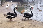 Ricordo di Papà cigno Ricordo di Papà cigno