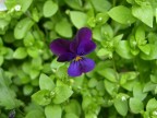 viola viola