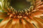 corona di petali corona di petali