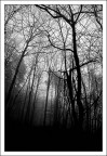 Il lato oscuro del bosco Il lato oscuro del bosco