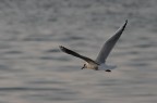 Volando via Volando via