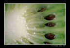 Kiwi Kiwi