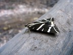 Callimorpha Quadripunctaria Callimorpha Quadripunctaria