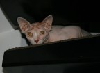 Timido Sphynx Timido Sphynx