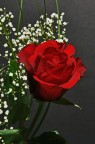 Rosa Rosa