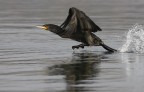 Renzo-Cormorano Renzo-Cormorano