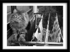 GATTO2 GATTO2