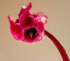 Lanterna