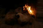 hot cats hot cats