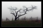 Nebbia sui colli Nebbia sui colli