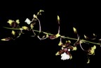 Orchidee Orchidee