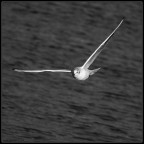 canon eos 40D - 70-200 f4L IS
f/4, 1/2000sec, iso200, 200mm