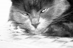 gatto a matita gatto a matita