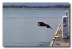 Tuffo.... Tuffo....