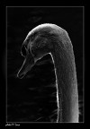 The beautiful swan The beautiful swan