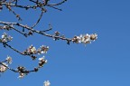 E' Primavera E' Primavera