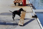 forza bestiale 1.... forza bestiale 1....