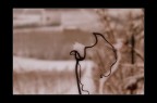 disse: "...sembra una rosa di neve, bravo!" disse: "...sembra una rosa di neve, bravo!"