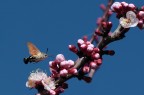 Primavera Primavera