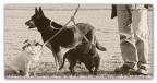 Erwitt style Erwitt style