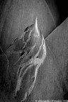 macro in bn macro in bn