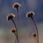 so lonely-2