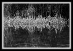 Vegetazione lacustre