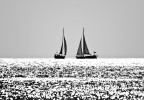 vele all' orizzonte b/w