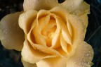 La rosa.. La rosa..
